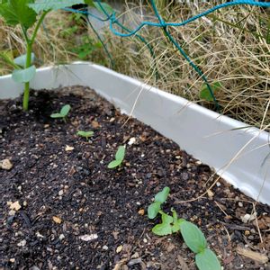 オクラ,キュウリ,エンドウ,きゅうり,プランター野菜の画像