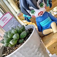 オブツーサ,ローラ,紫帝玉,メッテニー 錦,꒰ღ˘◡˘ற꒱かわゅ~の画像