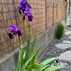 ジャーマンアイリス,ドイツアヤメ,ドイツアヤメ(独逸菖蒲),独逸菖蒲,独逸菖蒲の画像