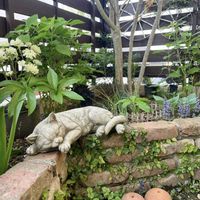 アジュガ,アジュガ,チューリップ,ヒヤシンス,ラナンキュラスの画像