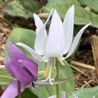 カタクリ,白いカタクリ,山野草,白いカタクリの花の画像