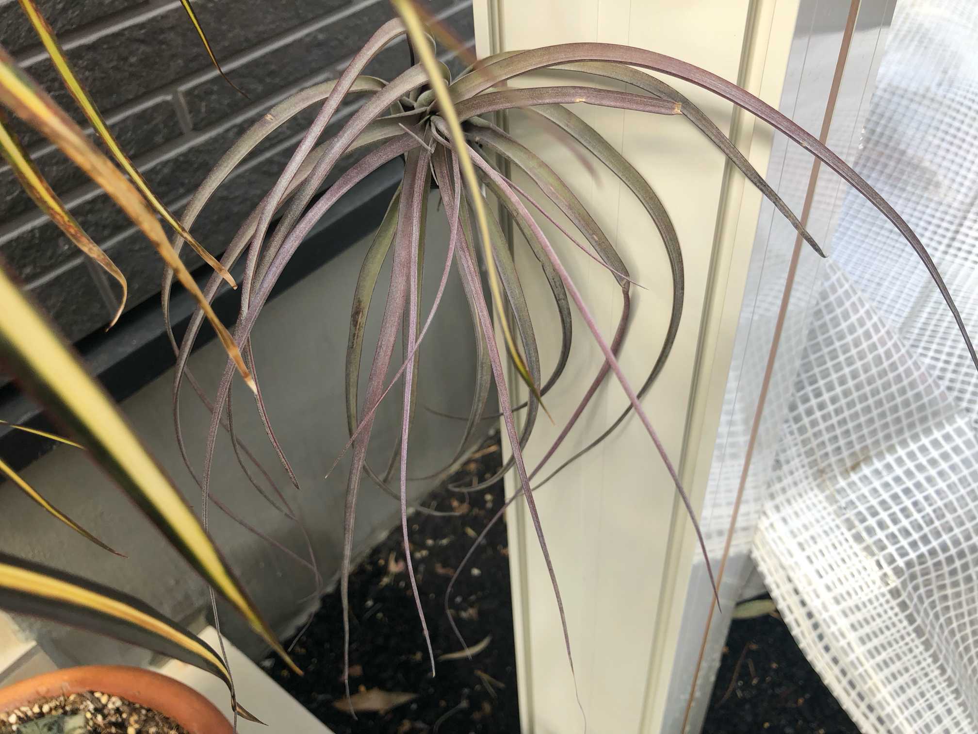 T.capitata 'Purple'｜🍀GreenSnap（グリーンスナップ）