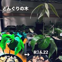 どんぐり,オキナワウラジロガシ,オキナワウラジロガシの画像