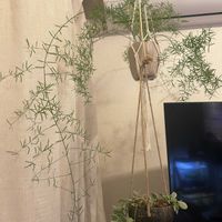 アスパラガス・スプレンゲリー,観葉植物,開花,ハンギング,おうち園芸の画像