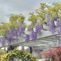 モッコウバラ,藤の花,藤（ふじ）,藤棚,ガーデニングの画像
