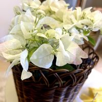 ブーゲンビリア,ブーゲンビリア 白,観葉植物,南国,開花の画像