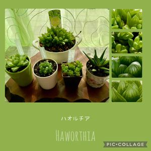 ハオルチア,多肉植物いろいろ,多肉植物いろいろ,ベビーフィンガー,クラッスラ フンベルティの画像