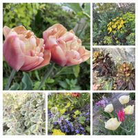 アジュガ,チューリップ,ユーフォルビア ブラックバード,チューリップ・ラ　ベルエポック,ユーフォルビア キパリッシアスの画像