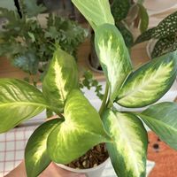 ディフェンバキア,観葉植物,初心者の画像