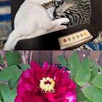 ボタン,レンゲソウ,サツキ,アンジェラ,ラナンキュラス　ラックスの画像