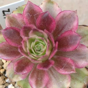 寄せ植え,多肉植物,葉挿し,リメ缶,多肉寄せ植えの画像