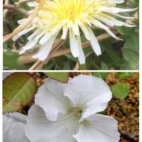 イチゴ,ペチュニア,白花たんぽぽ,多肉　招き猫,白い花の画像