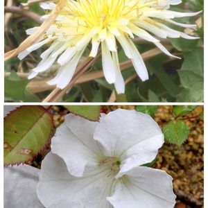 イチゴ,ペチュニア,白花たんぽぽ,多肉　招き猫,白い花の画像