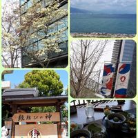ハナミズキ,花言葉,神社,旅の風景,ちょっとひと息の画像