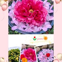 キンセンカ,ツツジ,ボタン,モッコウバラ,ステキ☆の画像