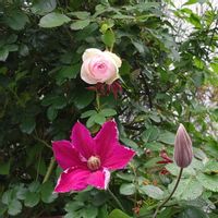 クレマチス,バラ,赤い薔薇,赤い薔薇,ピエールドゥロンサールの画像