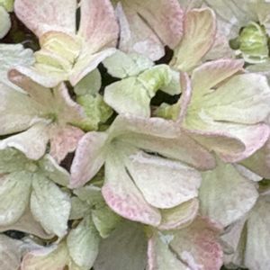 オオデマリ,オオデマリ,オオデマリ（大手毬）,花のある暮らし,お楽しみ❀.(*´▽`*)❀.の画像
