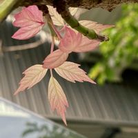 ネグンドカエデ フラミンゴ,花言葉,おひさまの画像