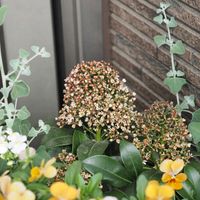 スキミア,寄せ植え,マイガーデンの画像