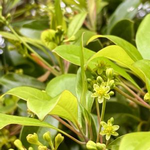 タブノキ,樹木,樹木の花の画像