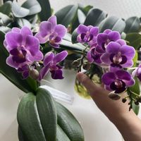 胡蝶蘭,Phalaenopsis aquamarine,Phalaenopsis Galaxy,水栽培の画像