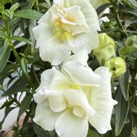 クリスマスホーリー,ドイツスズラン,大根の花,八重咲き金魚草トゥイニー,招霊(おがたま)の花の画像
