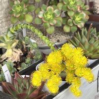 ドドランタリス,多肉植物,多肉花芽,小さな庭の画像