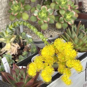 ドドランタリス,多肉植物,多肉花芽,小さな庭の画像