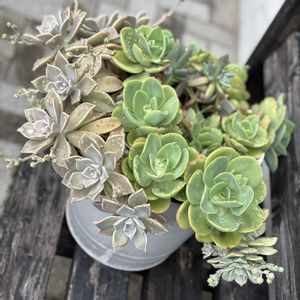 多肉植物,エケベリア属,暴れ多肉,花芽かな？,愛知県尾張の画像