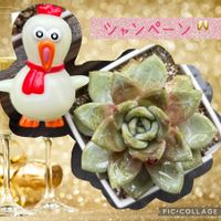 E.シャンペーン,100均,エケベリア属,ガチャガチャ,DAISOの画像