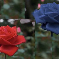 バラ,赤い薔薇,赤い花,青い花,観賞用の画像