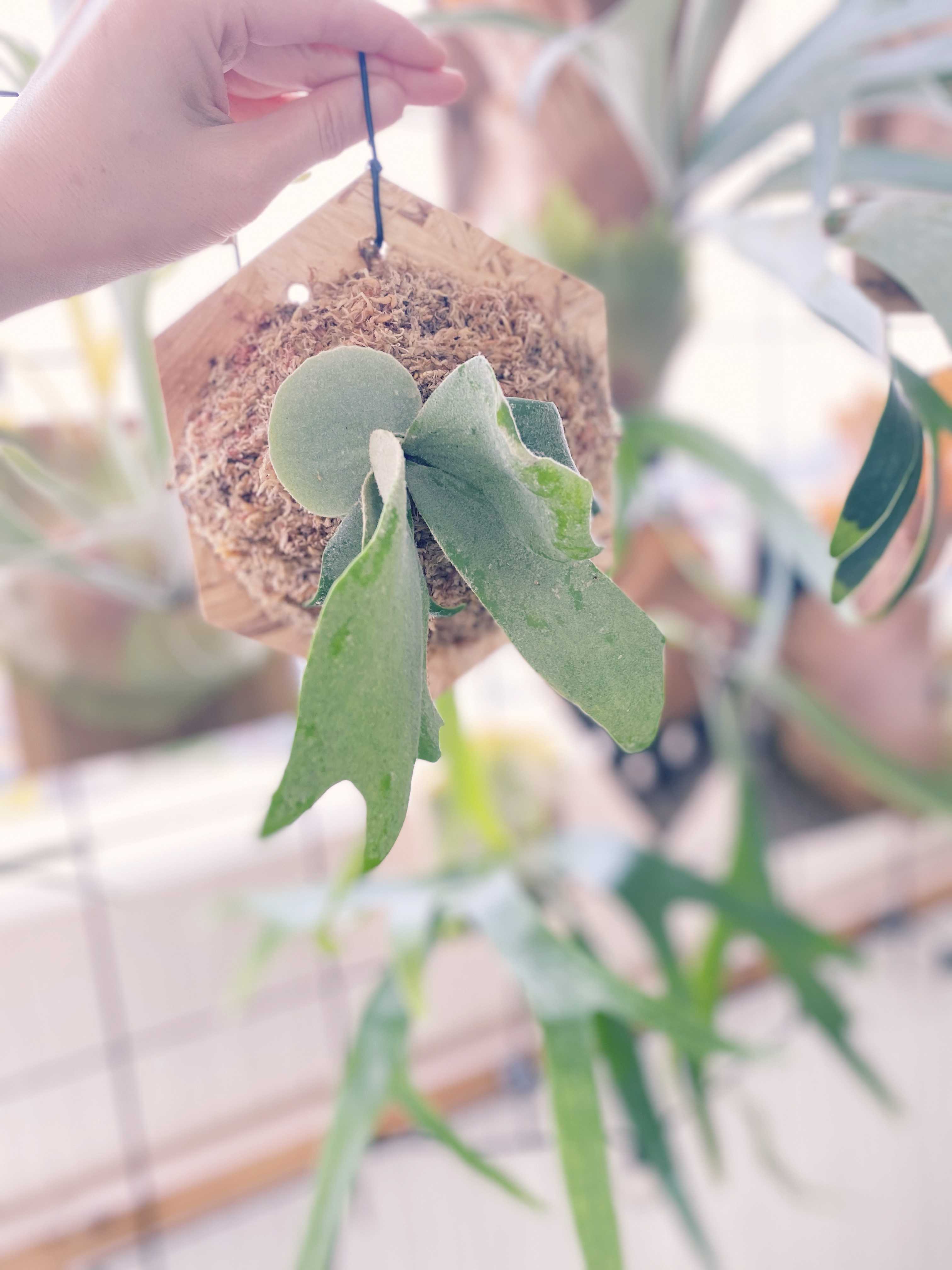 リドレイの成長について ビカクシダの森