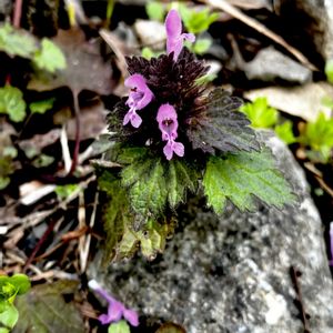 モミジバヒメオドリコソウ,雑草,山野草,シソ科,帰化植物の画像