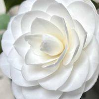 ツバキ,椿・ヌチオズジェム,美しい,花のある暮らし,おうち園芸の画像