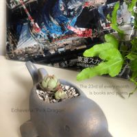 エケベリア,ピンクドラゴン,多肉植物,観葉植物,エケベリア属の画像