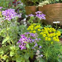 ミヤコワスレ,都忘れ,ユーフォルビア キパリッシアス,ユーフォルビア フェンズルビー,ミヤコワスレ　白鳥の画像