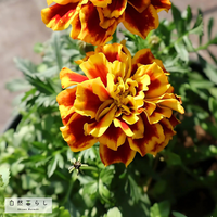 ガーデニング,花のある暮らし,植物のある暮らし,プランター栽培,自然のある暮らしの画像