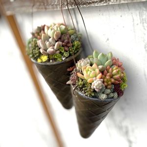 多肉植物,多肉寄せ植え,ハンドメイド,100均DIY,山梨県の画像