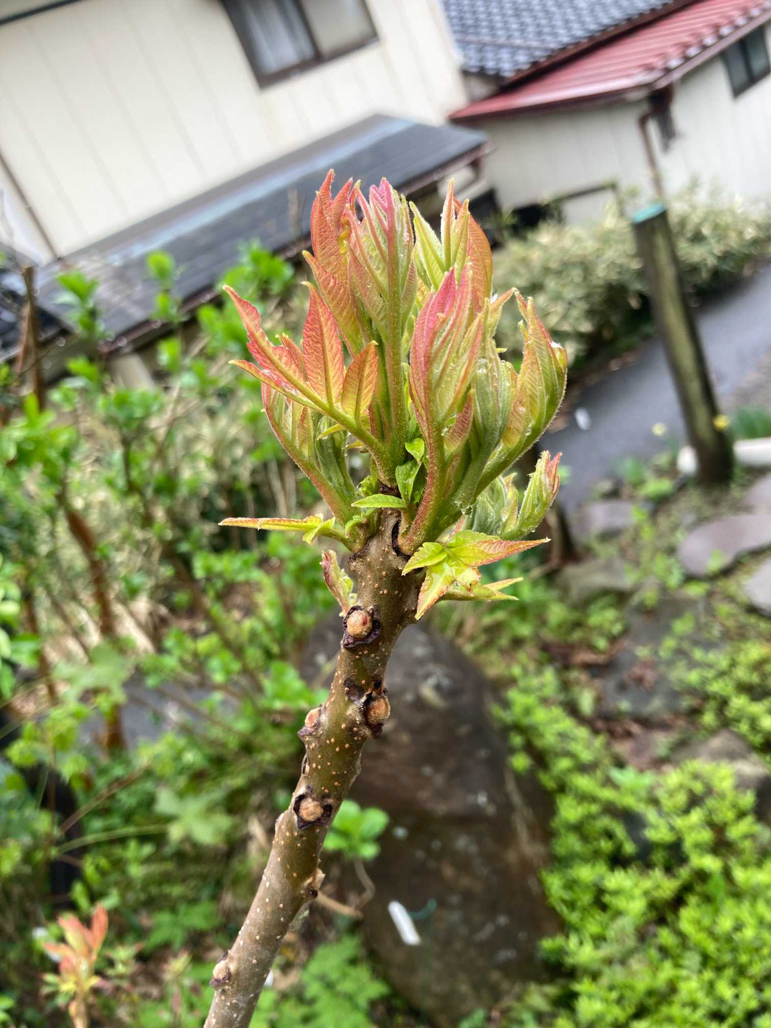 庭のヌルデの新芽が出ました。｜🍀GreenSnap（グリーンスナップ）