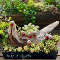 マッコス,ｵｼﾞｿﾞｰﾀﾝ,寄せ植え,多肉植物,普及種の画像