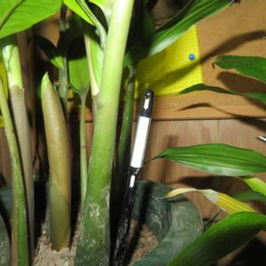 ザミオクルカス,観葉植物,水やり,インテリアグリーン,風水の画像