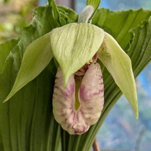 花のある暮らし,今日のお花,花いろいろ,おうち園芸,ガーデンネックレス横浜2025コンテストの画像