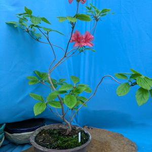 花のある暮らし,今日のお花,花いろいろ,おうち園芸,棚の画像