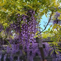 藤の花,日本庭園,神社,庭園,春のお花の画像