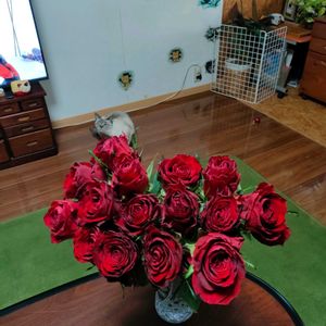 ガーデニング,花のある暮らし,赤バラ,今日のお花,ばら バラ 薔薇の画像