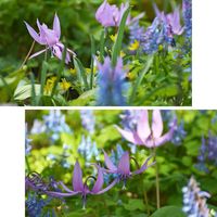 カタクリ,ニオイスミレ,エゾエンゴサク,キバナノアマナ,セダム  ビアポップの画像