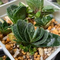 ガステリア 子宝,多肉植物,ガステリア,多肉植物とサボテン,多肉女子の画像