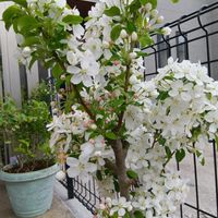 ヒメリンゴ,花のある暮らし,平和を願う,しぞーか勢,おうち園芸の画像