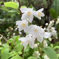 ヒメウツギ,鉢植え,開花,お花,ネコ好きの画像