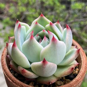 桃太郎,桃太郎,多肉植物,鉢植え,葉挿しの画像